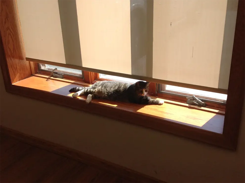 Pudding, the cat, soaking up some sun in a windowsill